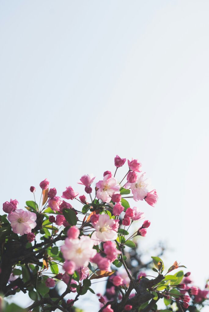 masaaki-komori-NoXUQ54pDac-unsplash