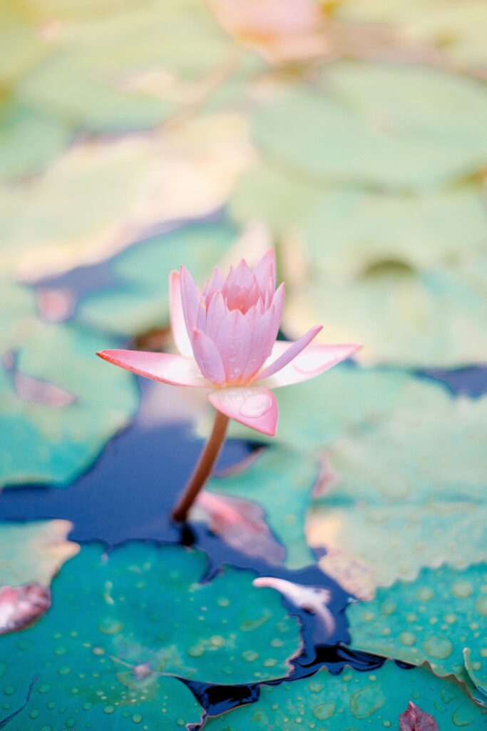 saffu-Ct1Mx5OTn9A-unsplash