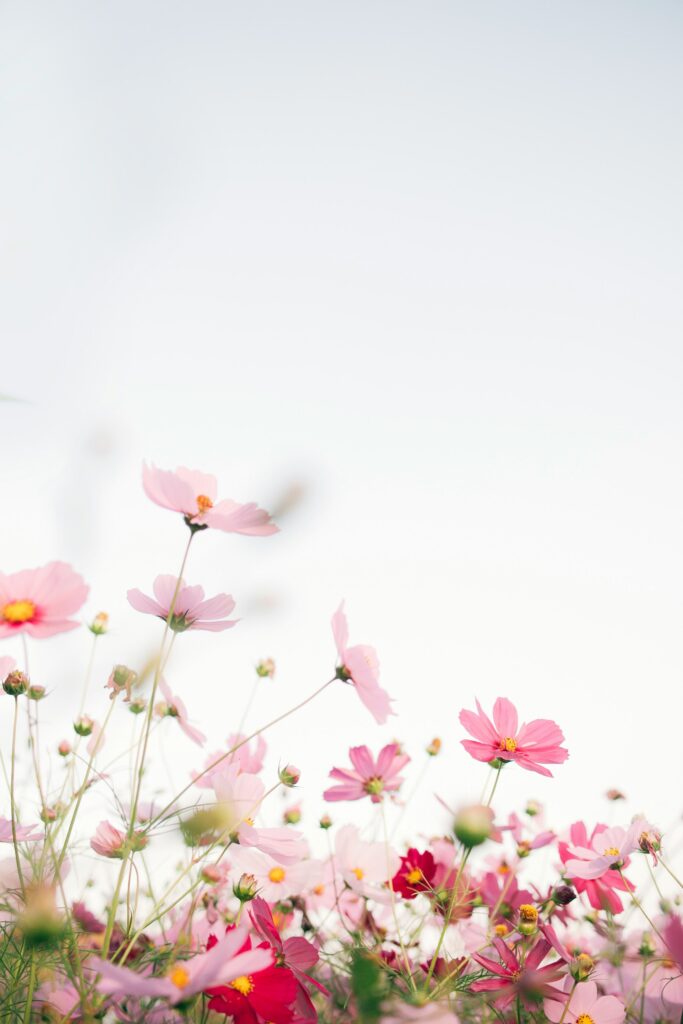 tomoko-uji-Oq6Mdb4o6vA-unsplash