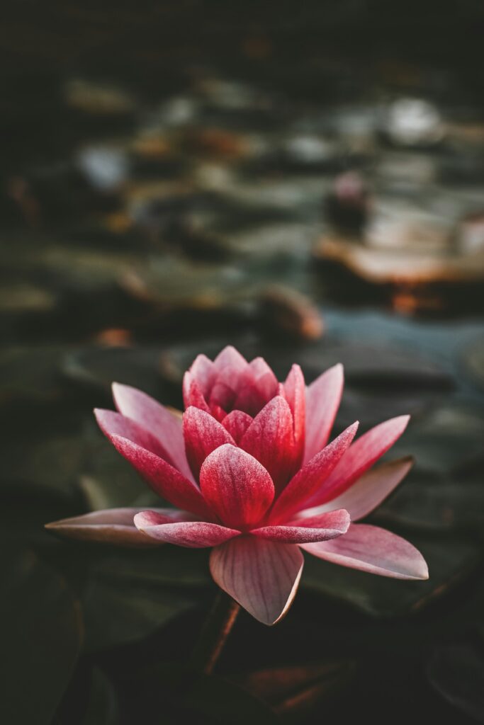 zoltan-tasi-yanhwFwyoaU-unsplash