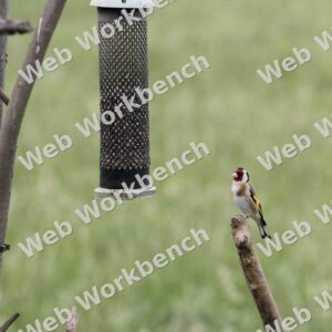 European Goldfinch at the Garden Feeder