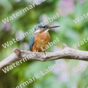 Common Kingfisher Wildlife Photography Print