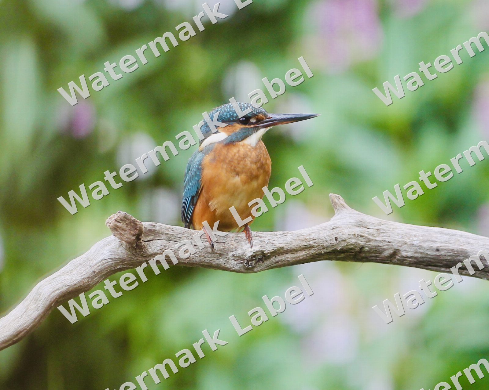 Common Kingfisher Wildlife Photography Print